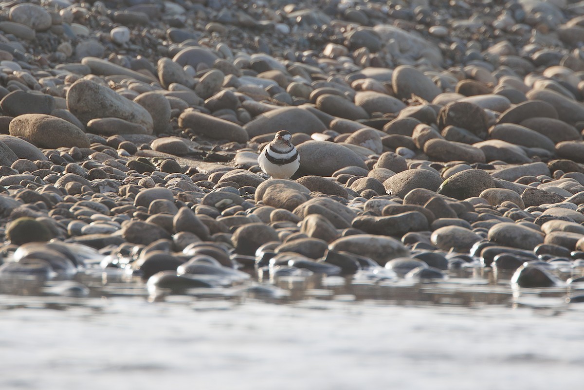 Three-banded Plover - ML644305530