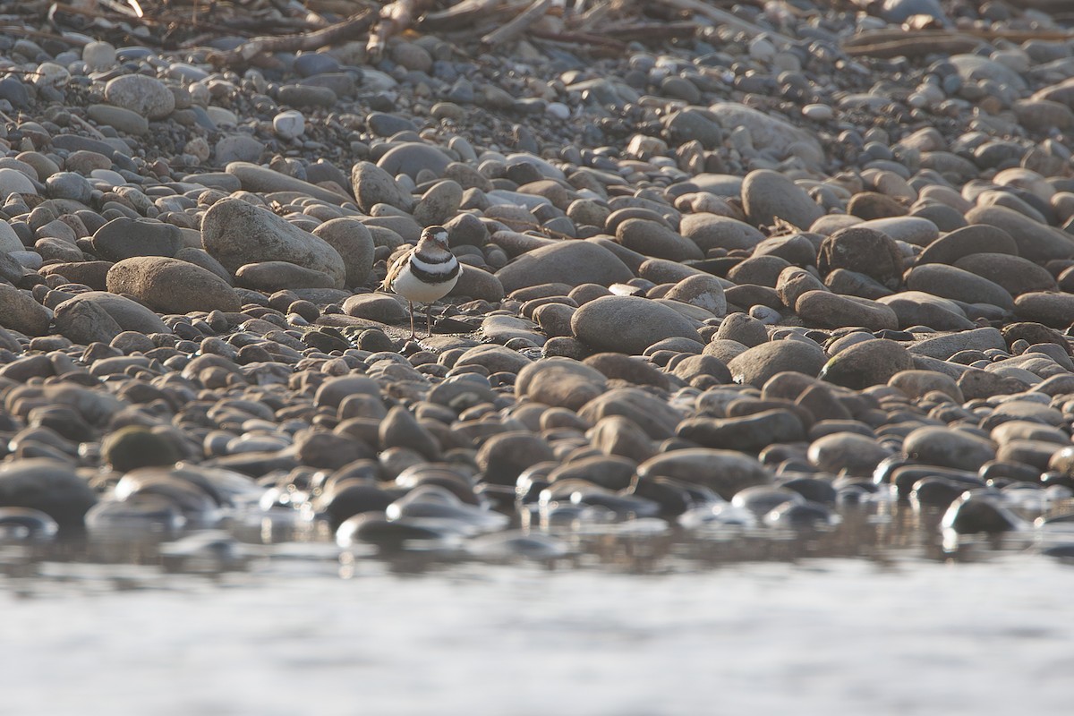 Three-banded Plover - ML644305532