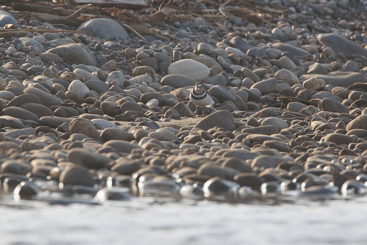 Three-banded Plover - ML644305534