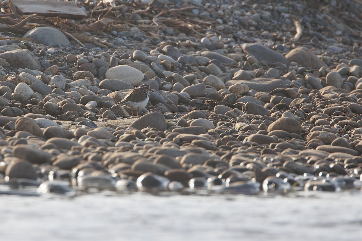 Three-banded Plover - ML644305535