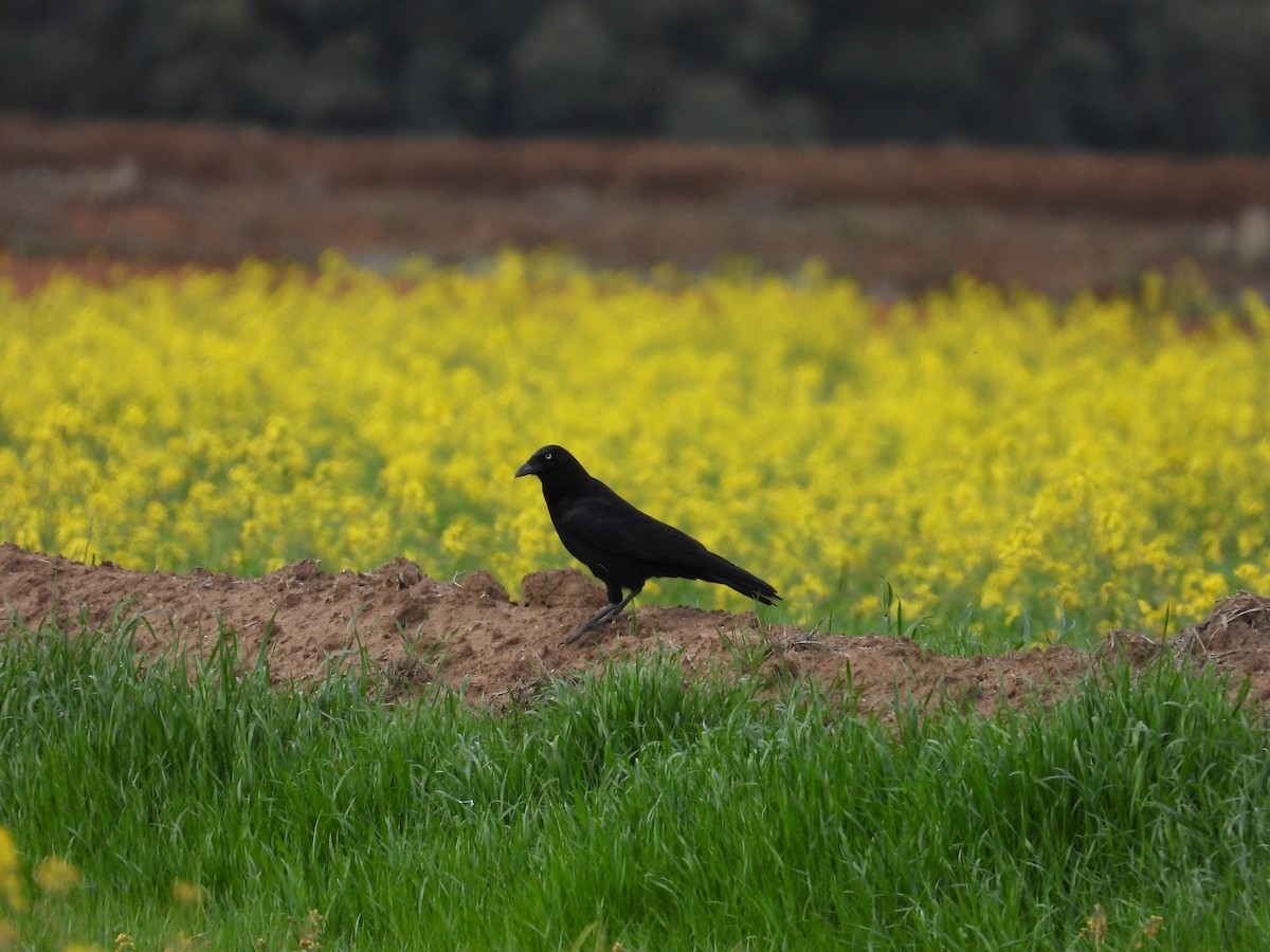 Южноавстралийский ворон - ML644305554