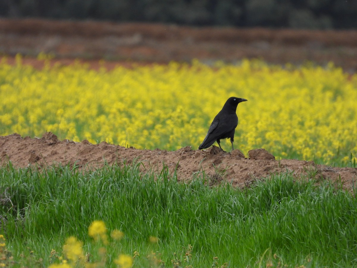 Южноавстралийский ворон - ML644305555
