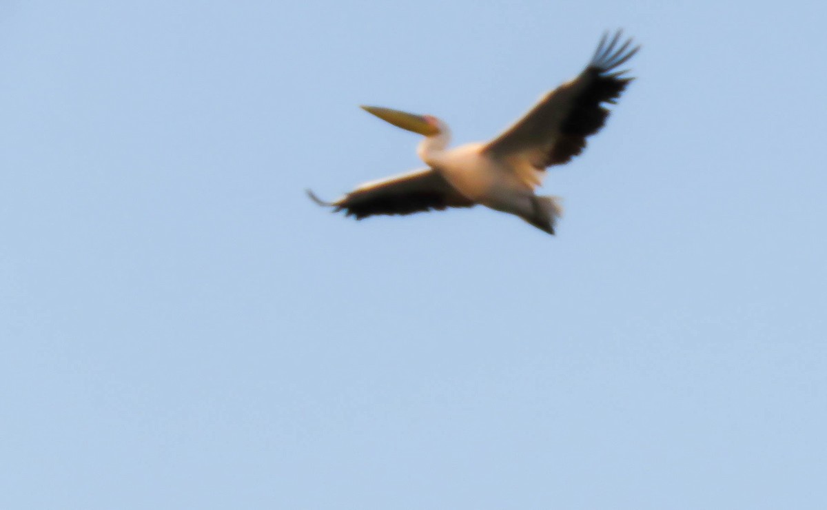 pelikán bílý - ML644305557