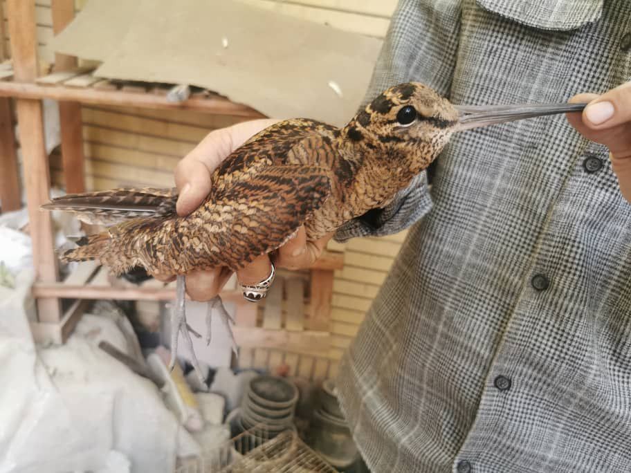 Eurasian Woodcock - ML644305558