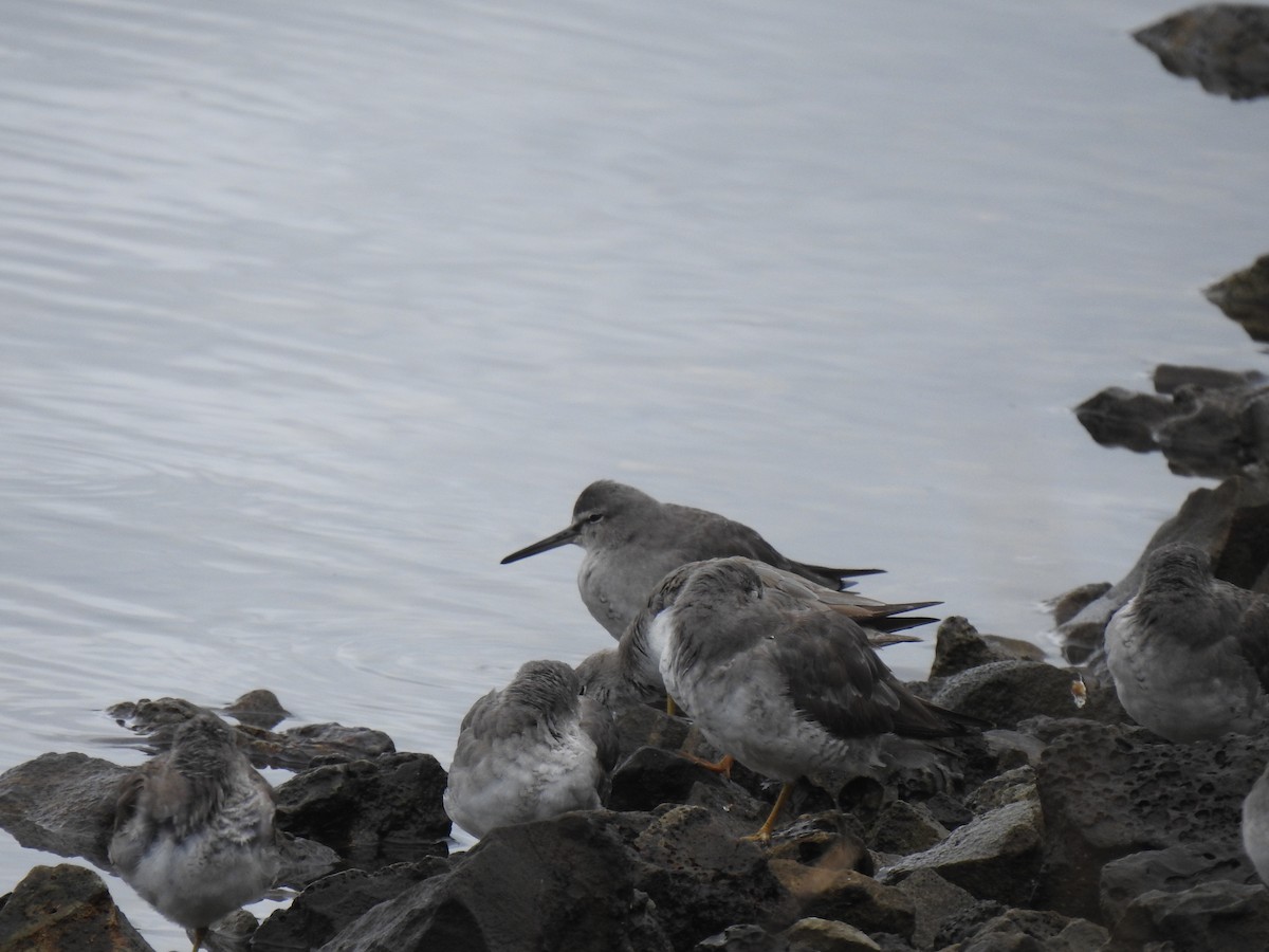 Gray-tailed Tattler - ML644305561