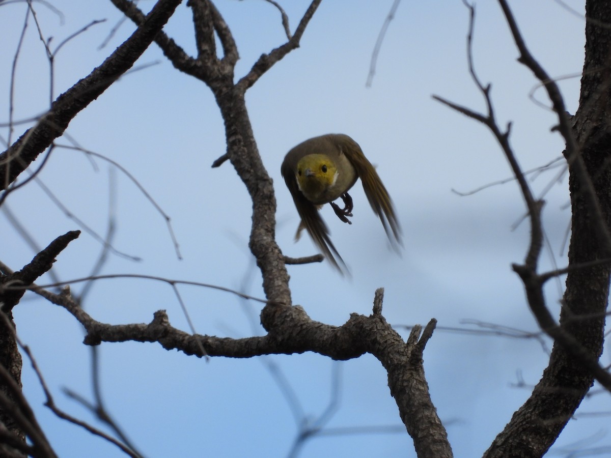 White-plumed Honeyeater - ML644305566