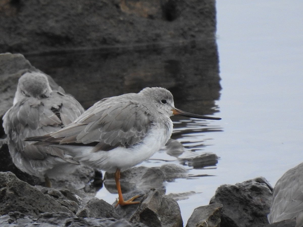 tereksnipe - ML644305567