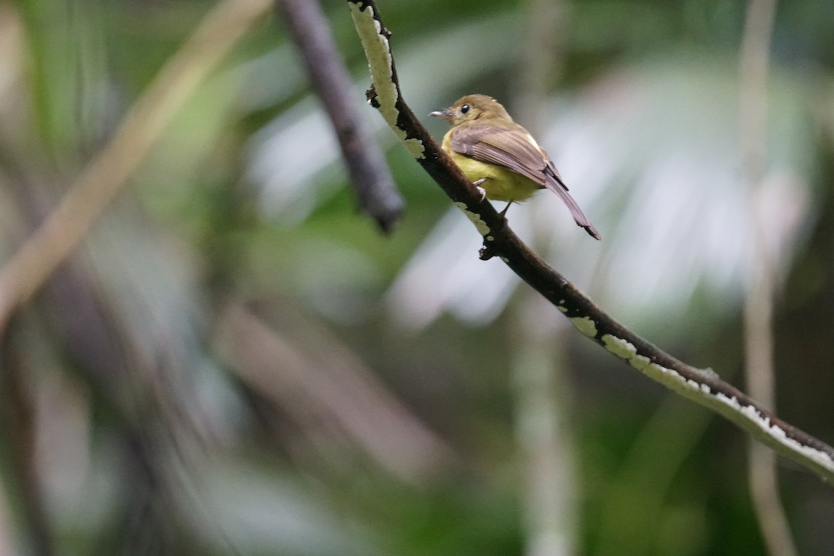 Western Olivaceous Flatbill - ML644305571