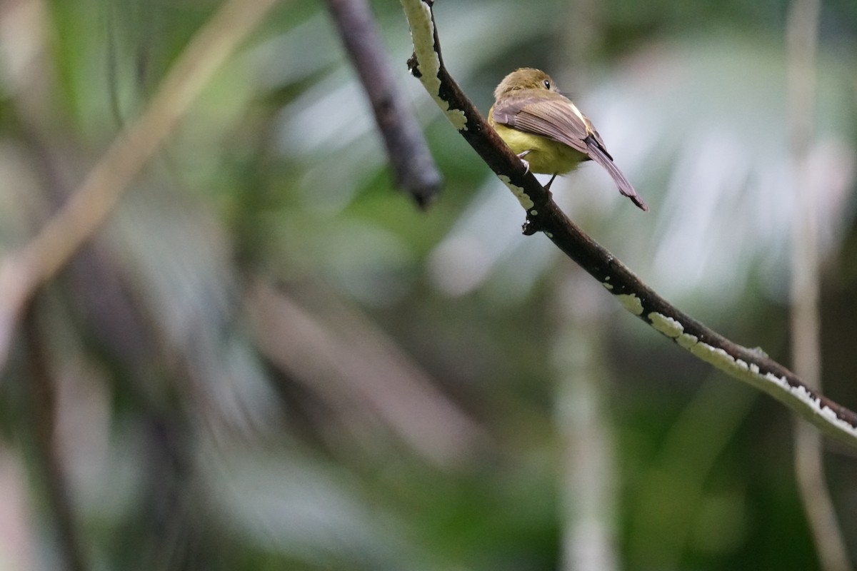 Western Olivaceous Flatbill - ML644305572