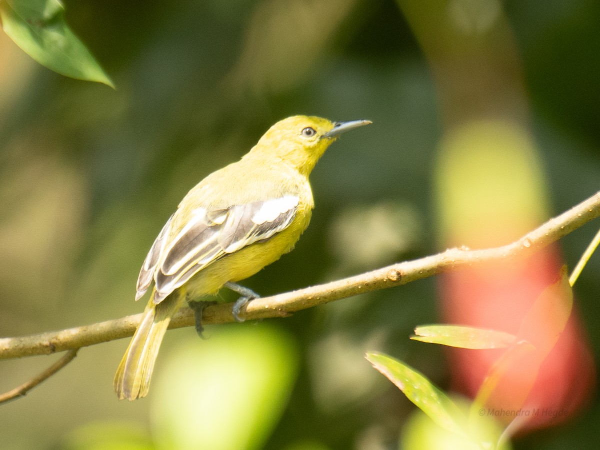 parkløvfugl - ML644305579