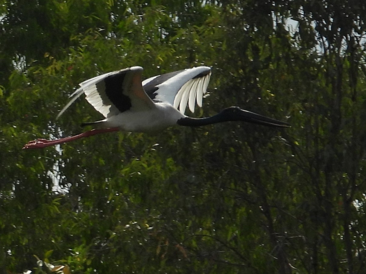 Black-necked Stork - ML644305595