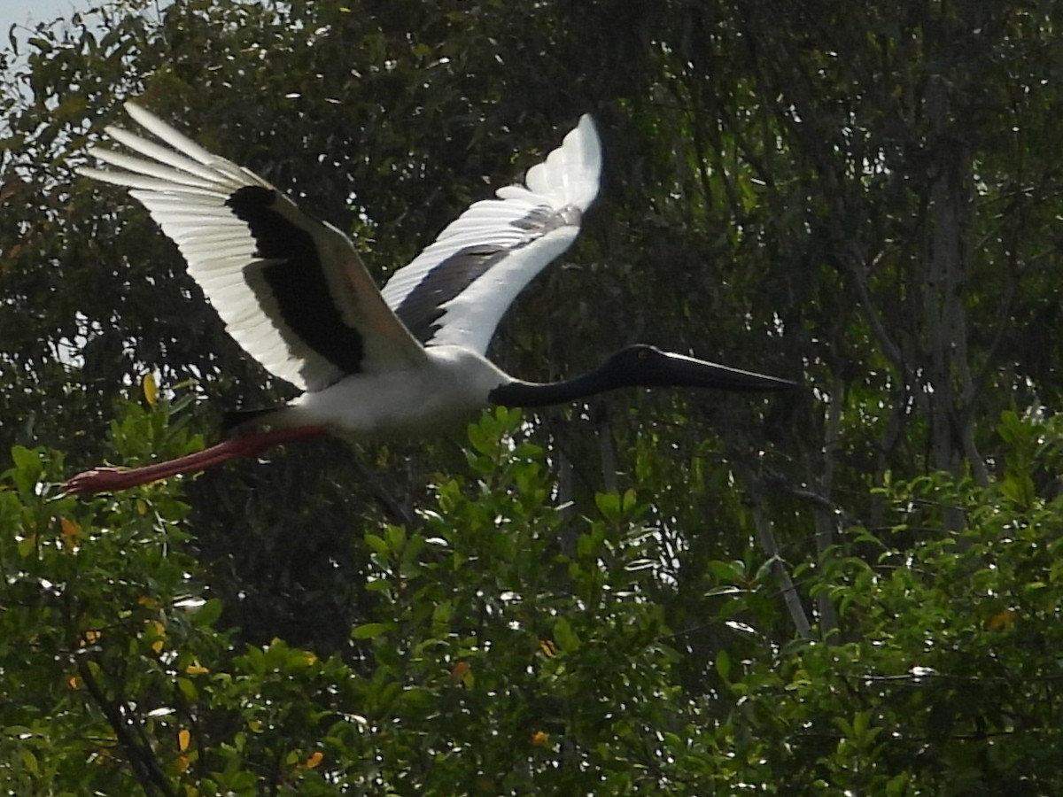 Black-necked Stork - ML644305596