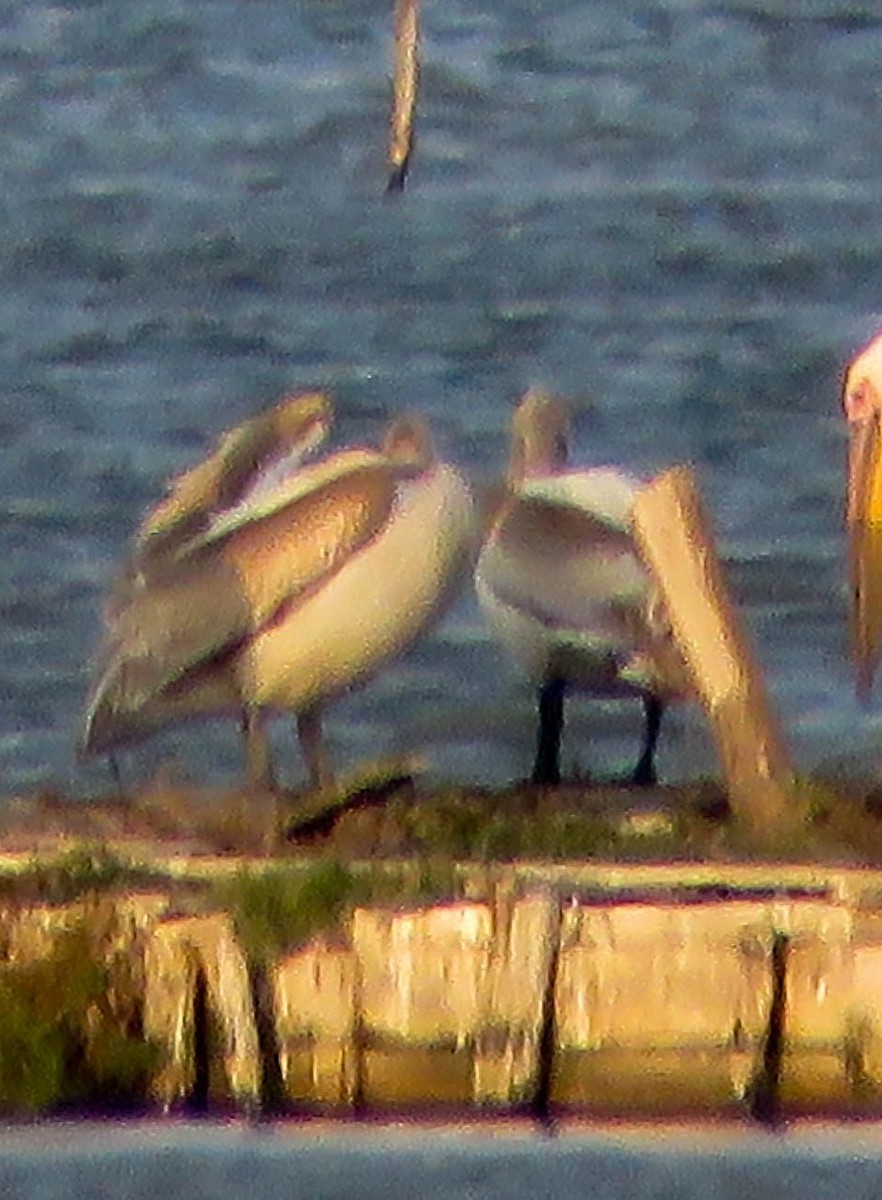 Pelikano ilebihurria - ML644305602