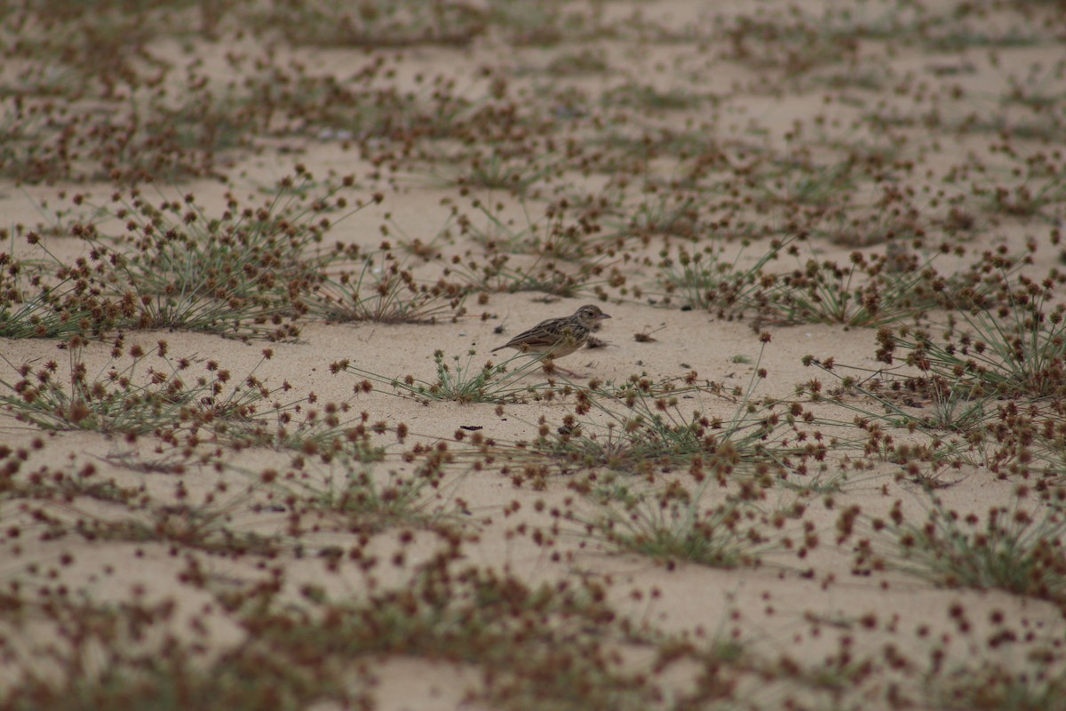 ghatslerke - ML644305606