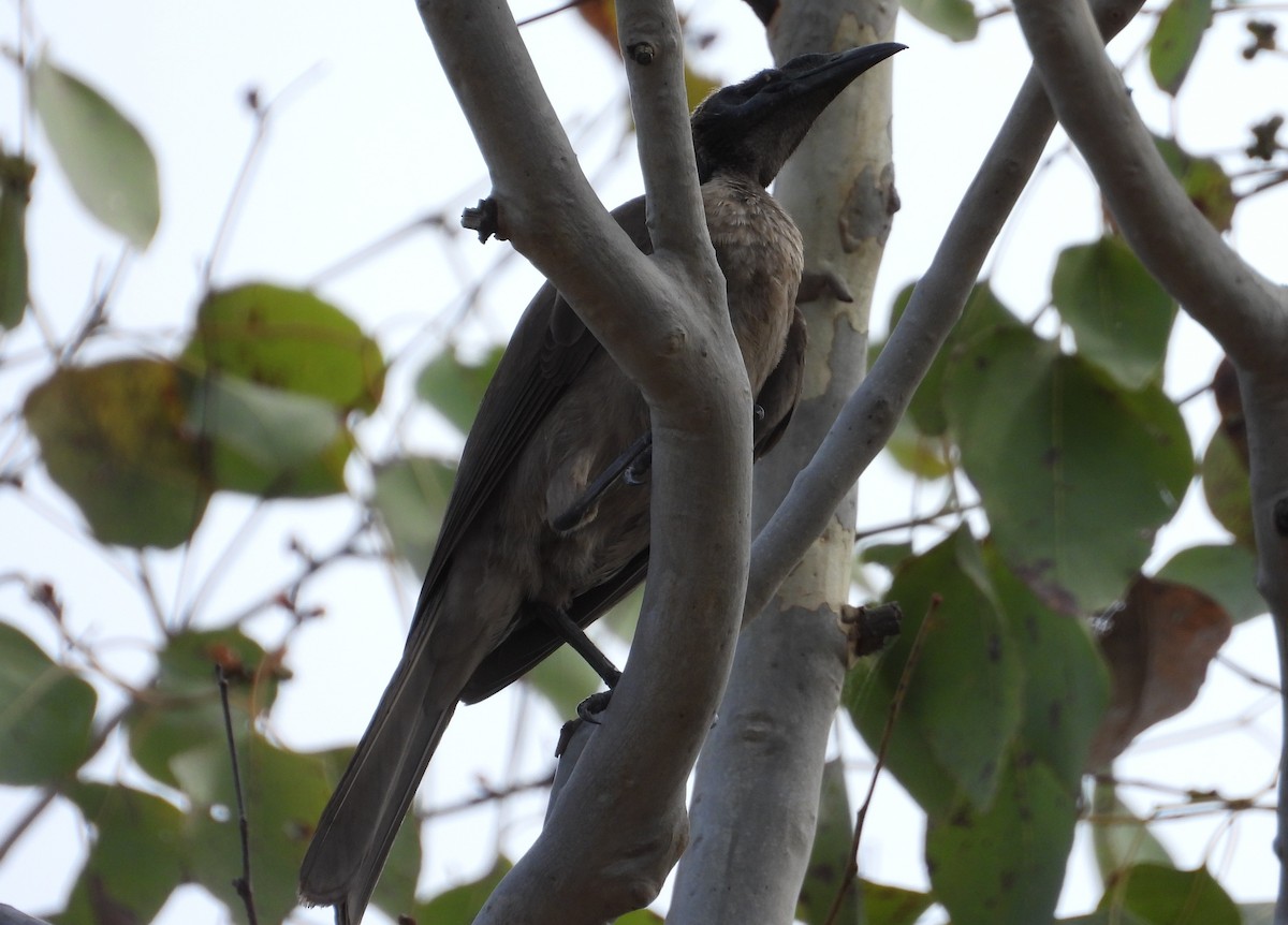 hjelmmunkefugl (yorki) - ML644305608