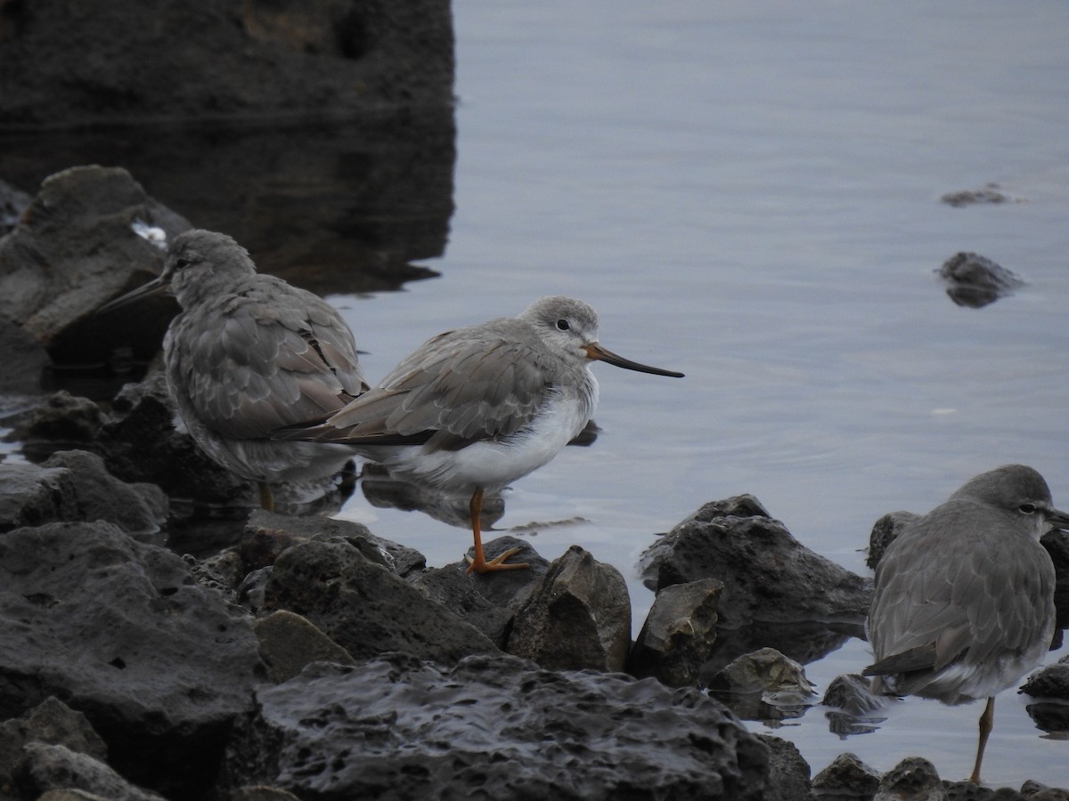 tereksnipe - ML644305609