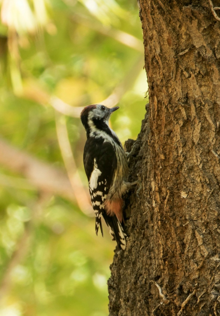 Okil ertaina - ML644305610