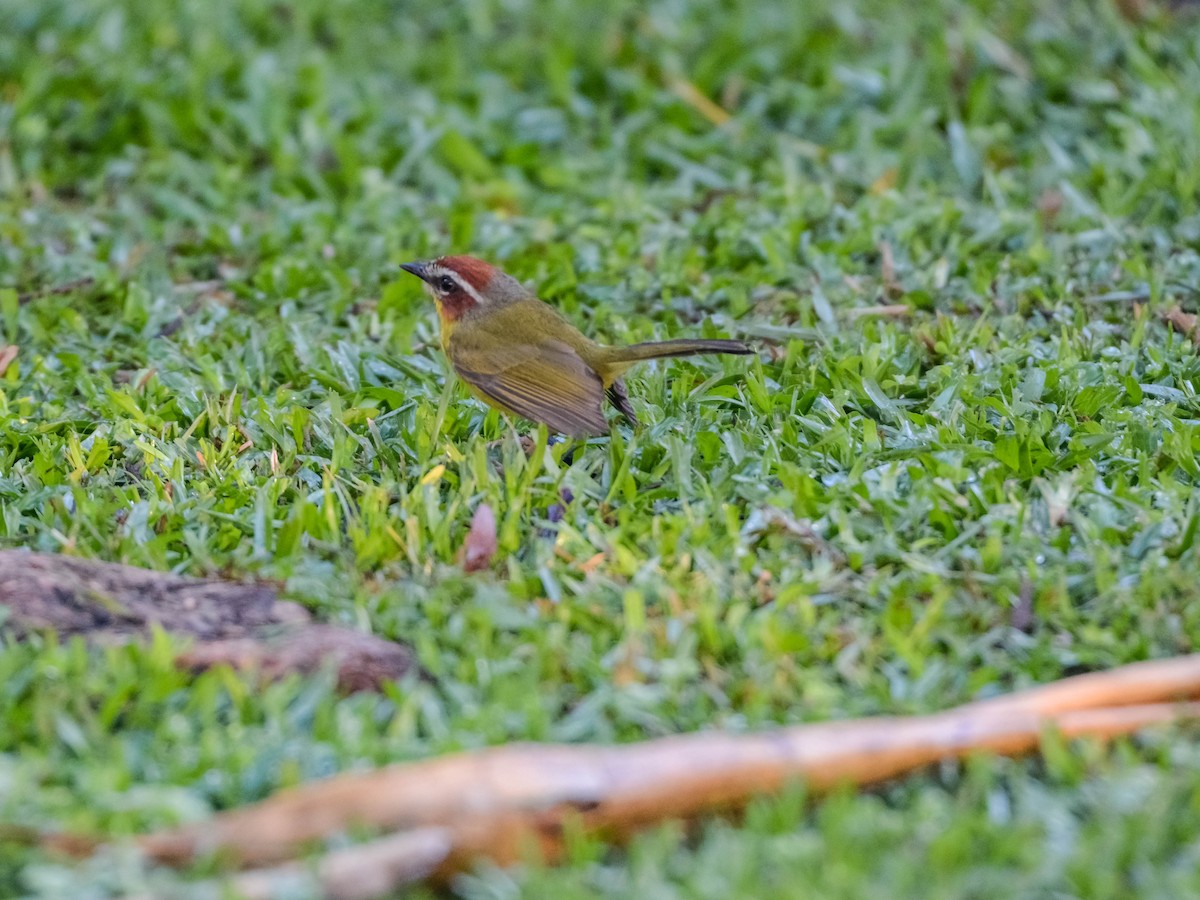 Chestnut-capped Warbler - ML644305611