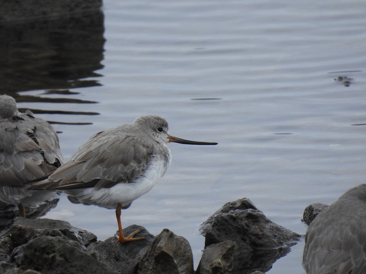 tereksnipe - ML644305613