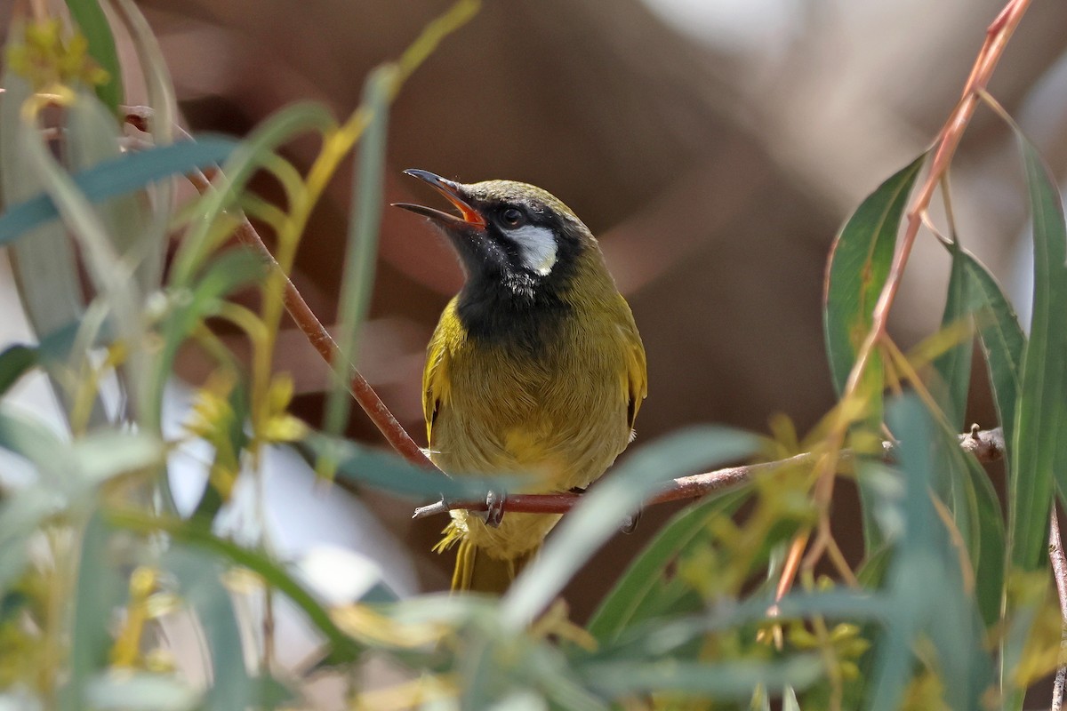 Méliphage leucotique - ML644305616