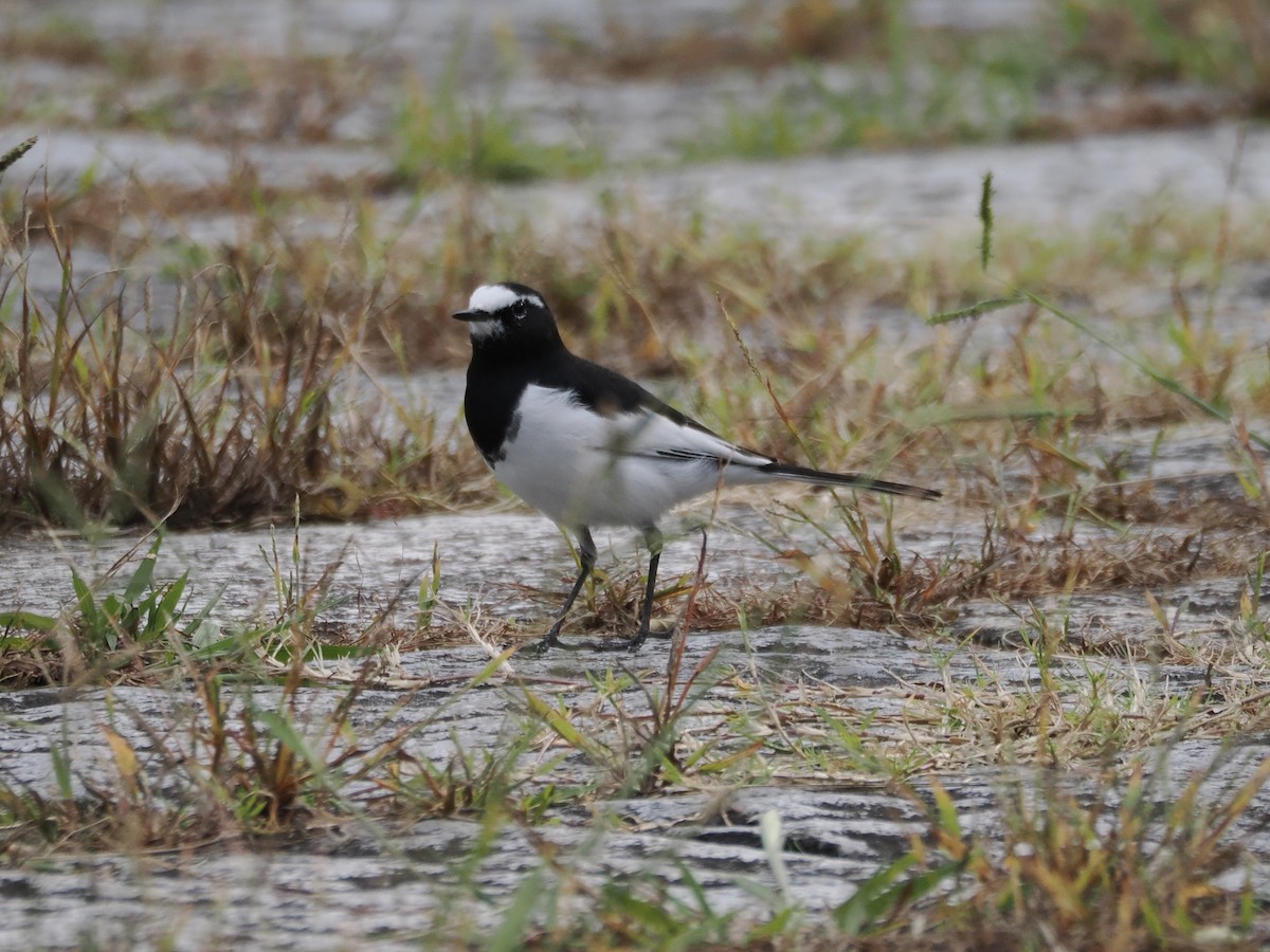 日本鶺鴒 - ML644305617