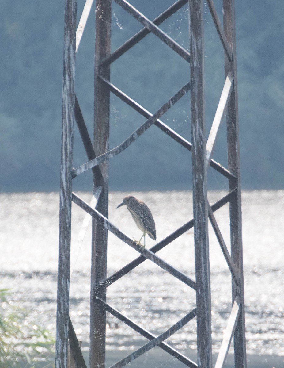 Amiltxori arrunta - ML644305618