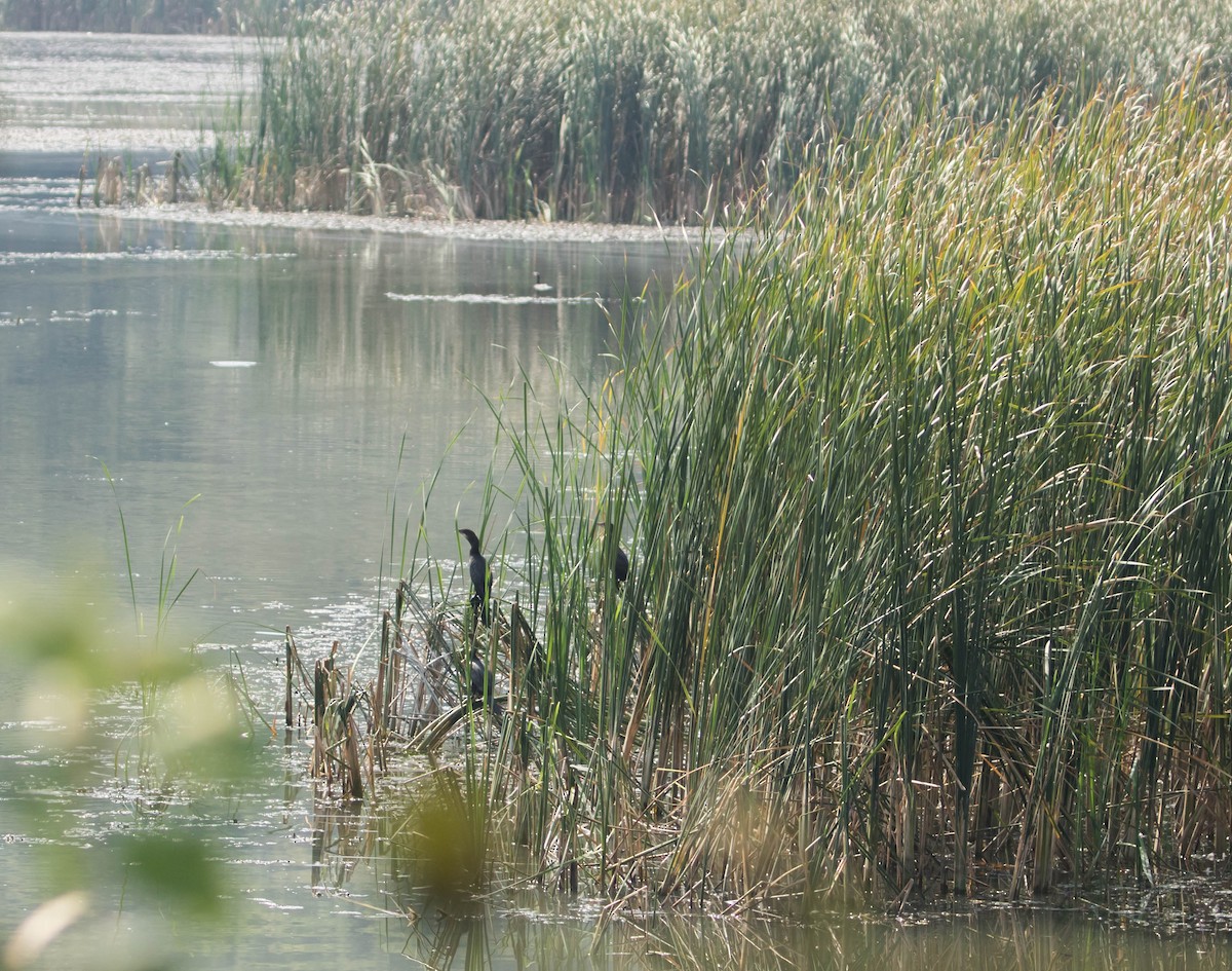 Ubarroi txikia - ML644305623