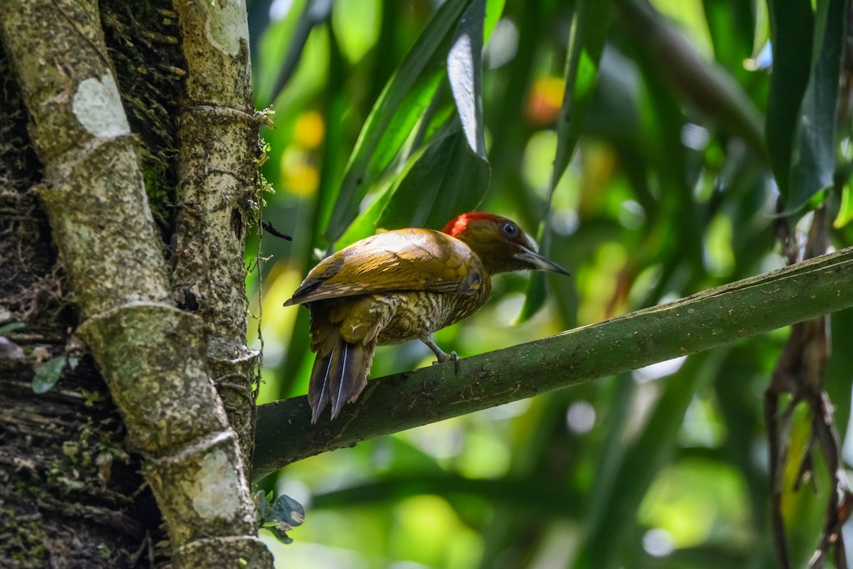 Rufous-winged Woodpecker - ML644305627
