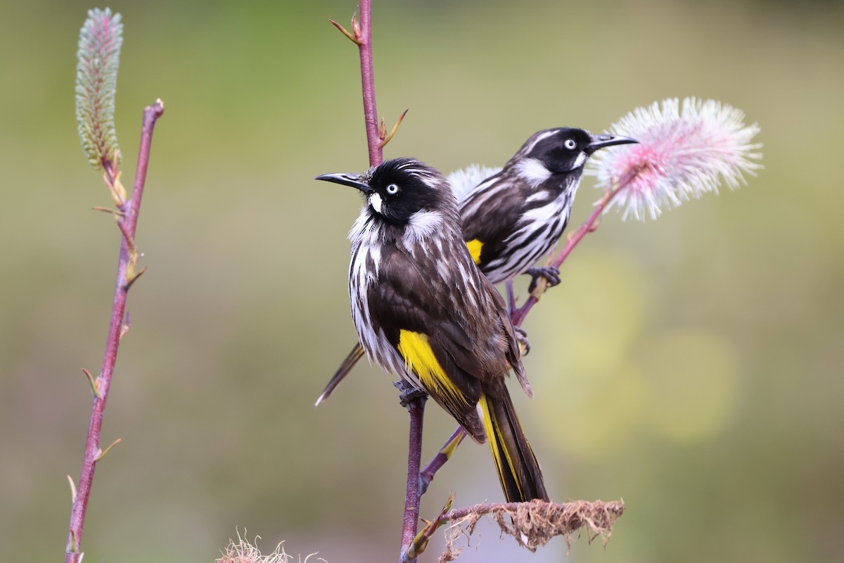 New Holland Honeyeater - ML644305628