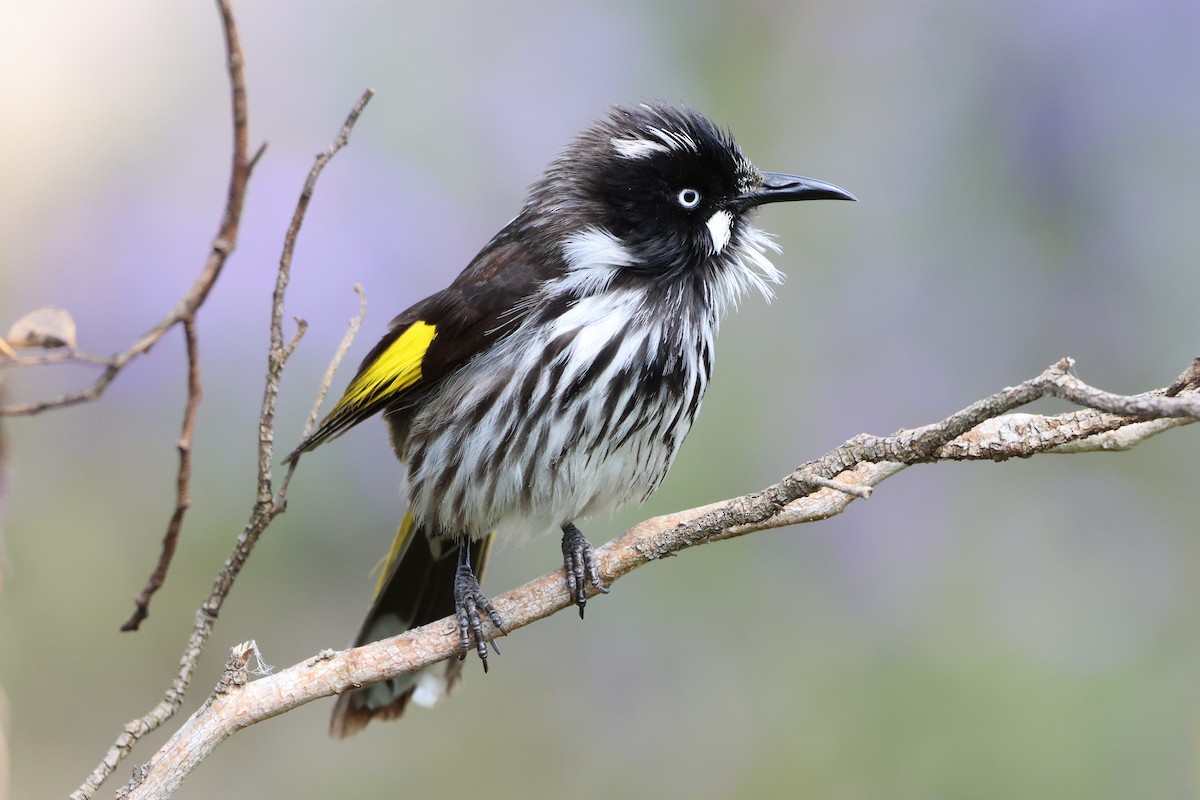 New Holland Honeyeater - ML644305629