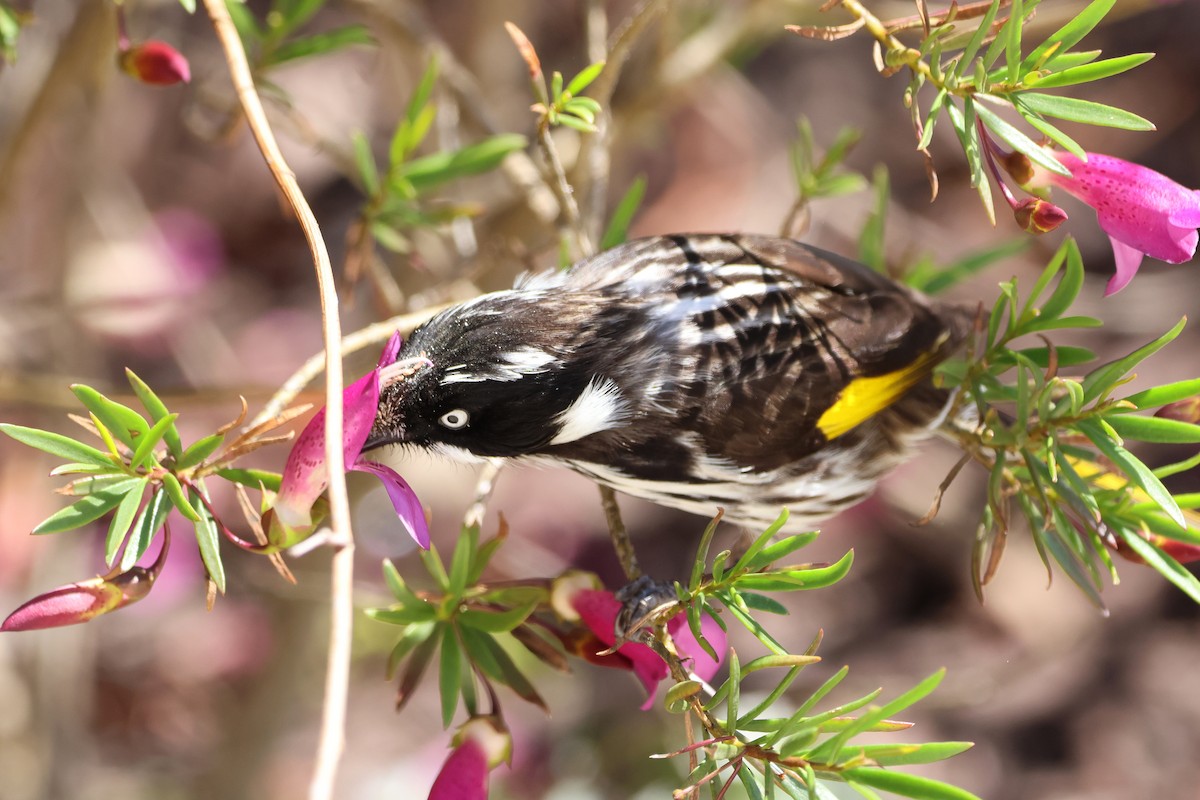 New Holland Honeyeater - ML644305630