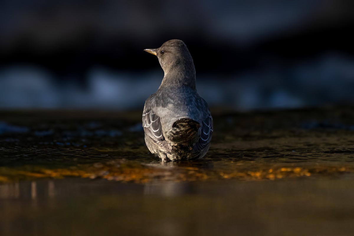 American Dipper - ML644305631