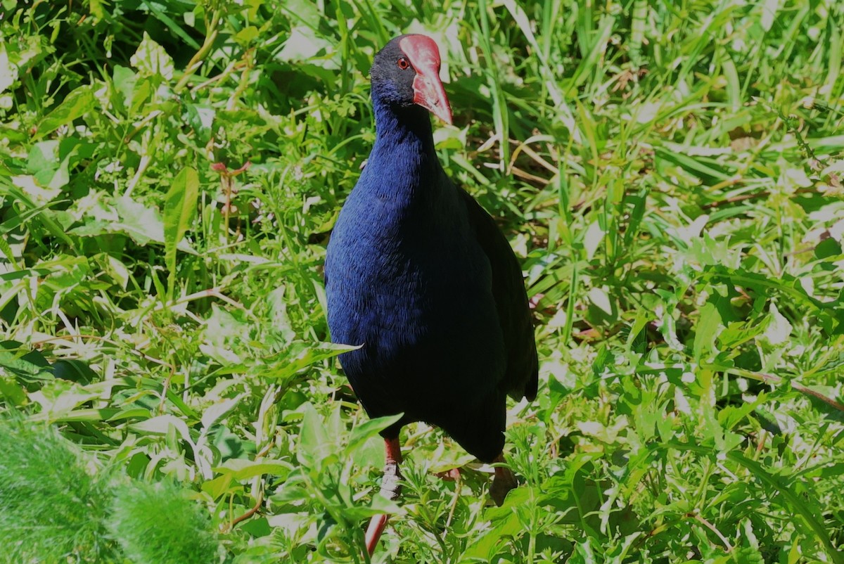 Australasian Swamphen - ML644305639