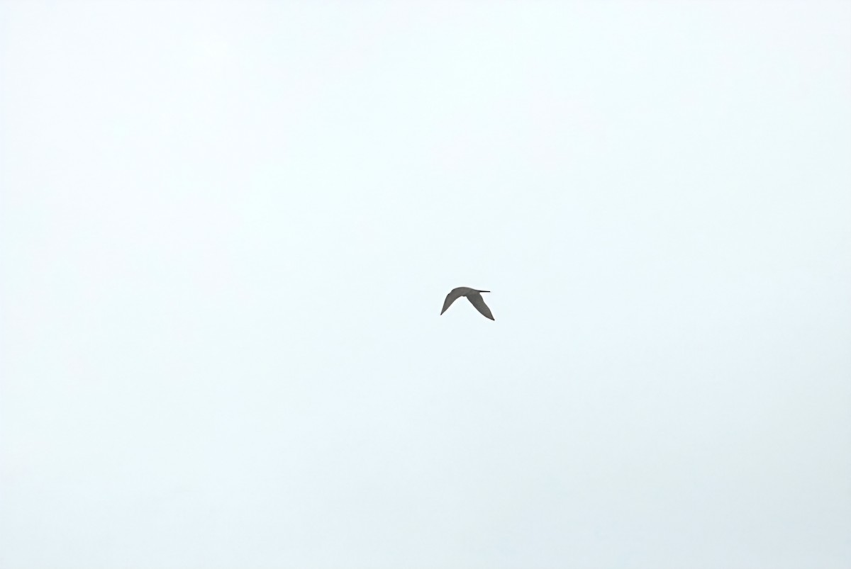 Merlin - ML644305640