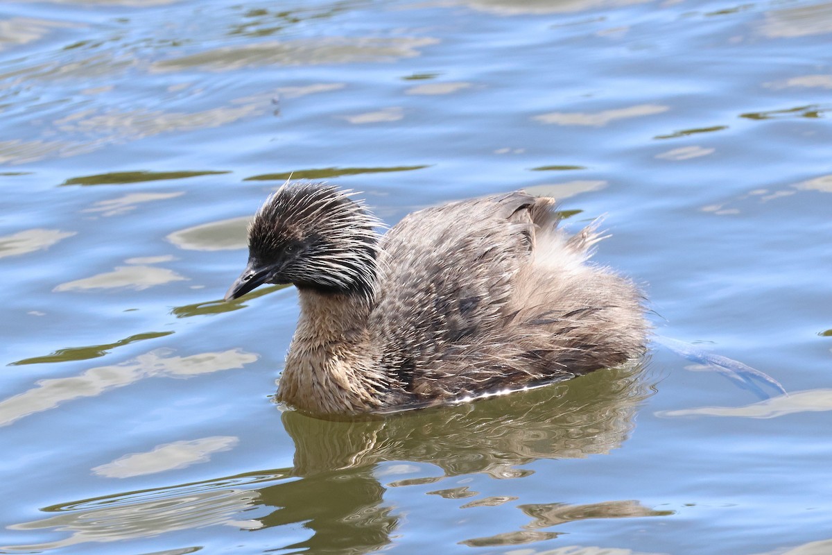 Zampullín Canoso - ML644305647