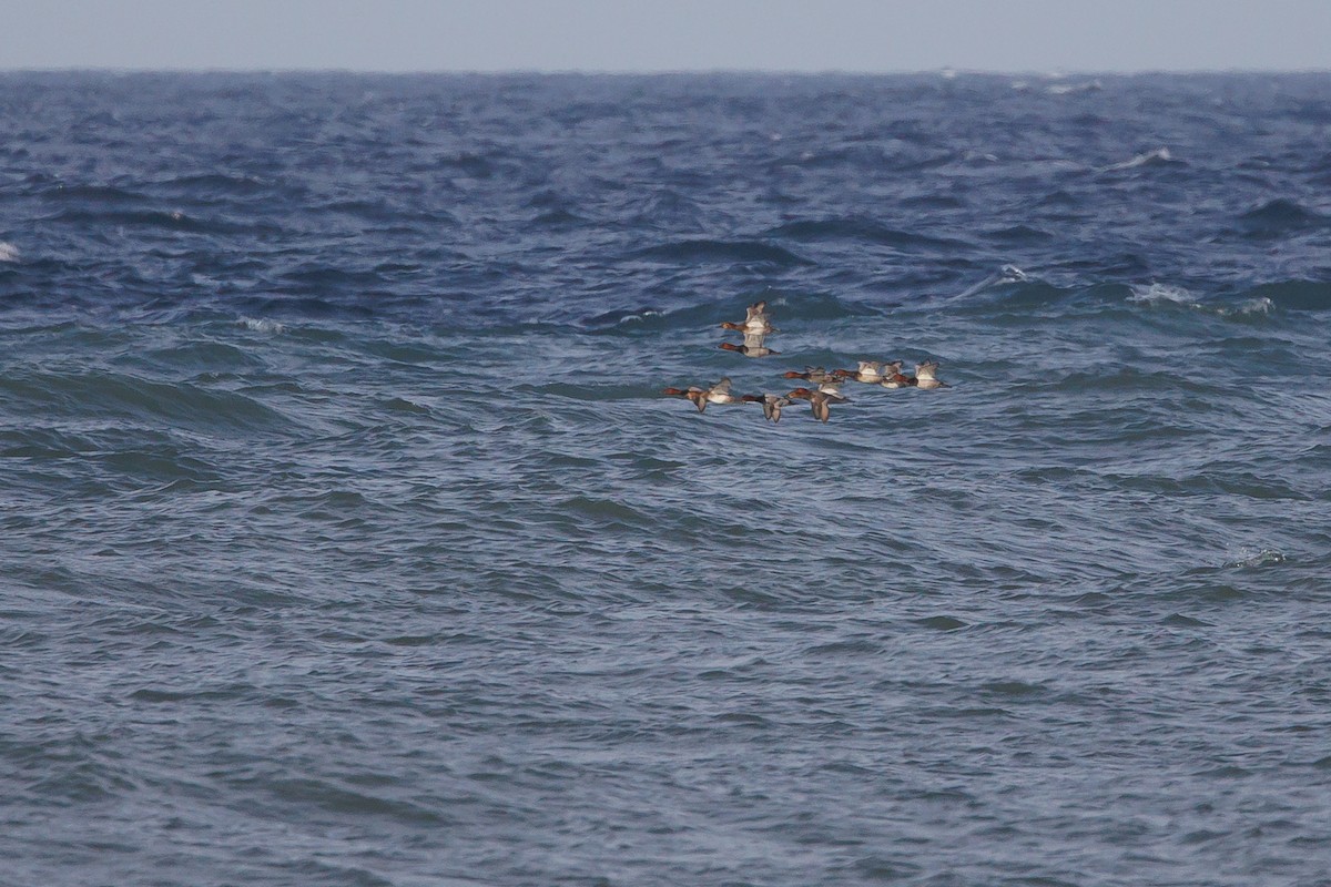 taffeland - ML644305648