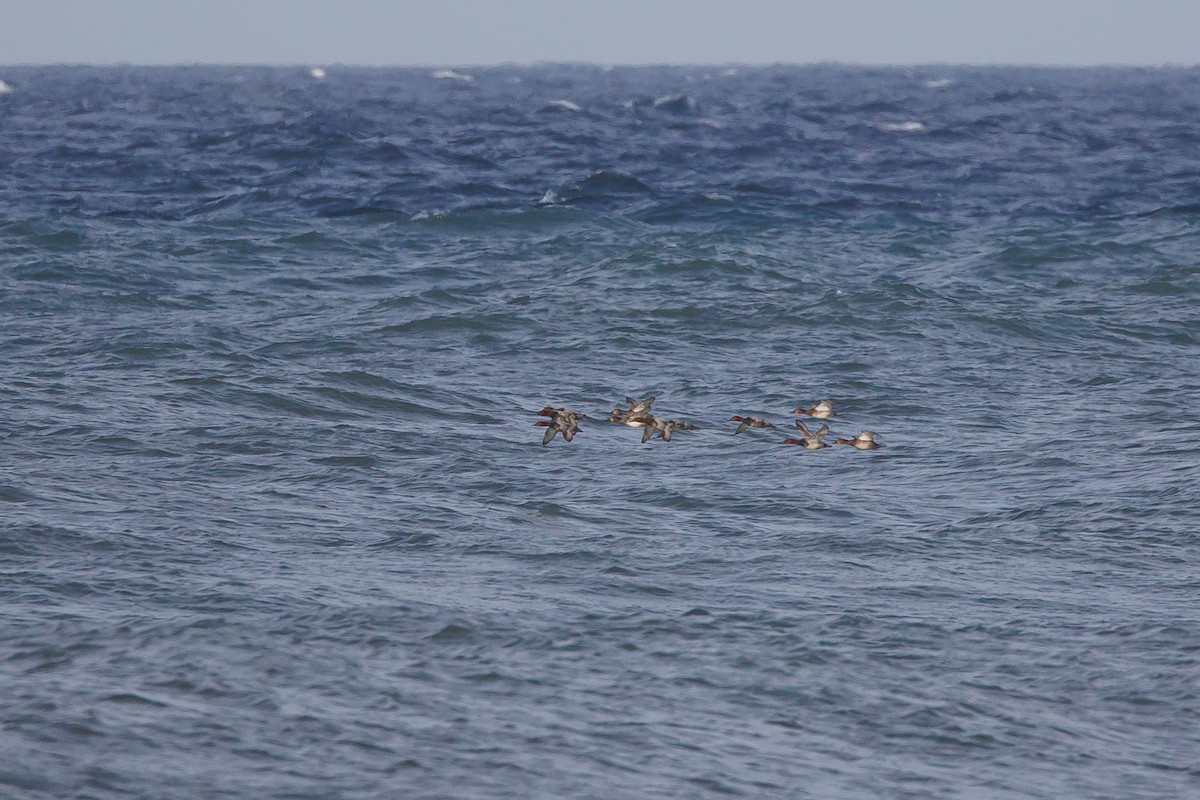 taffeland - ML644305649