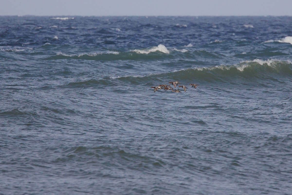 taffeland - ML644305650