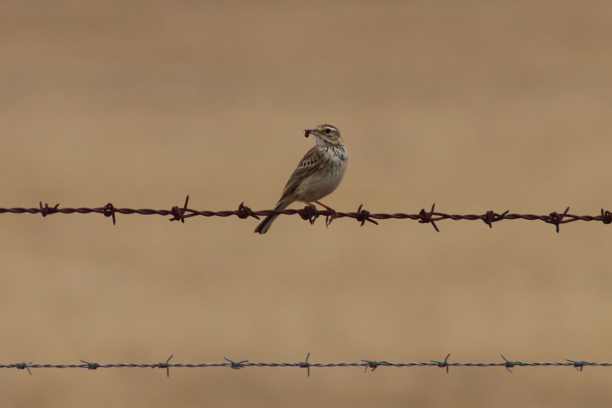 Australian Pipit - ML644305651