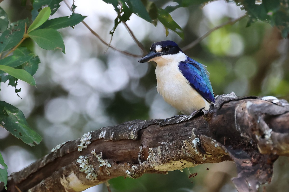 Forest Kingfisher - ML644305655