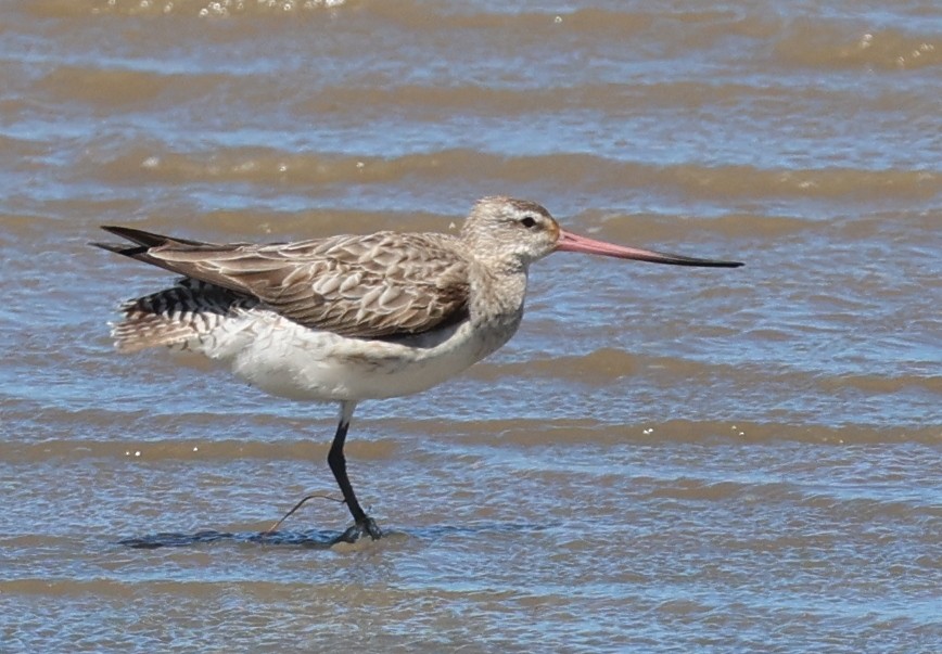 Хурган цууцал - ML644305659