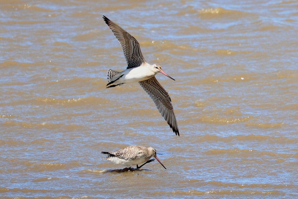 Хурган цууцал - ML644305661