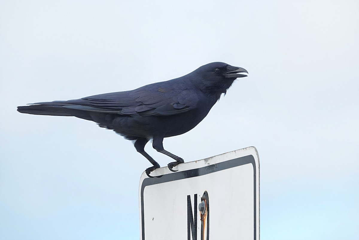 Fish Crow - ML644305665