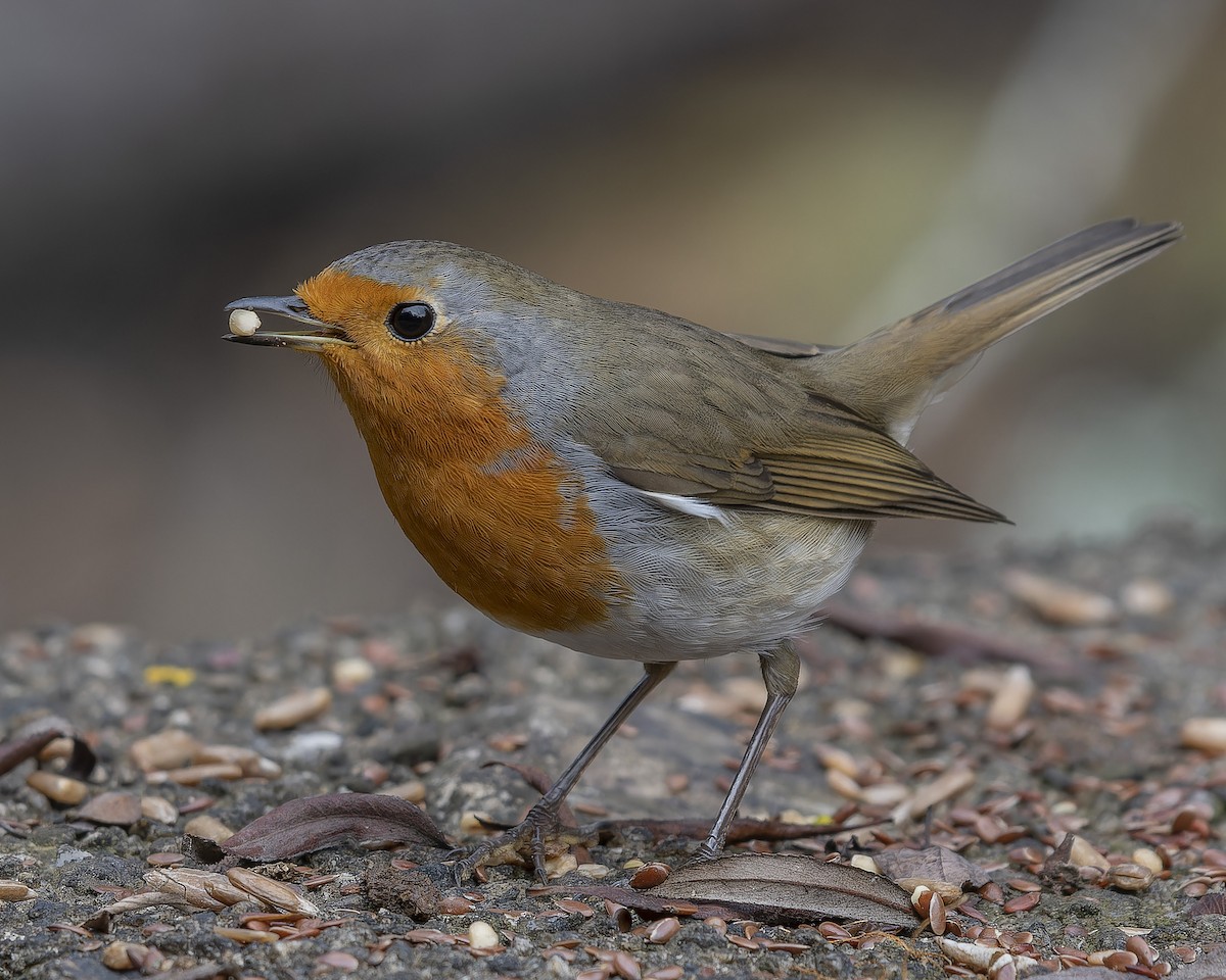 Өрнийн зээрд омруут - ML644305671