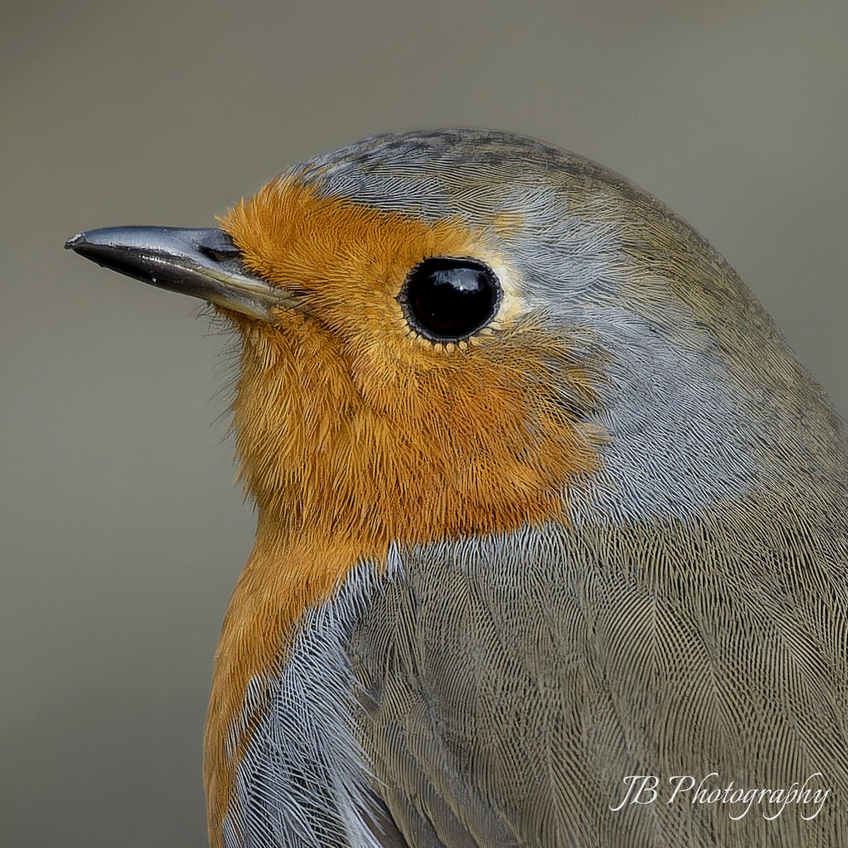 Өрнийн зээрд омруут - ML644305672