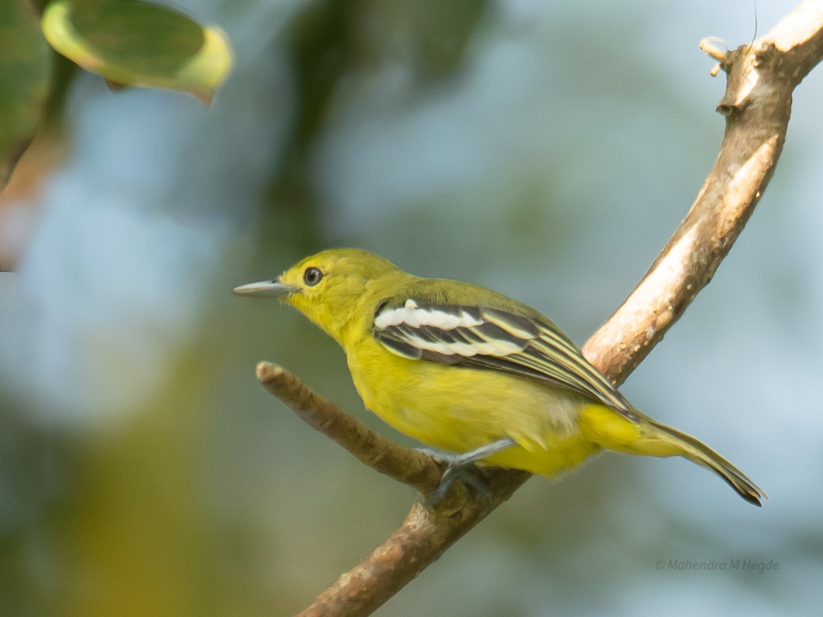 parkløvfugl - ML644305676