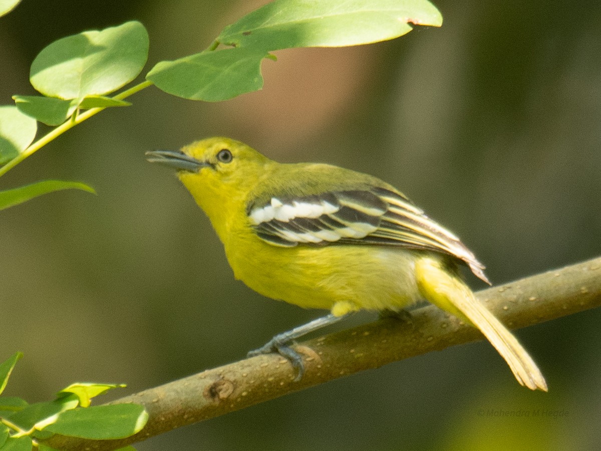 parkløvfugl - ML644305677