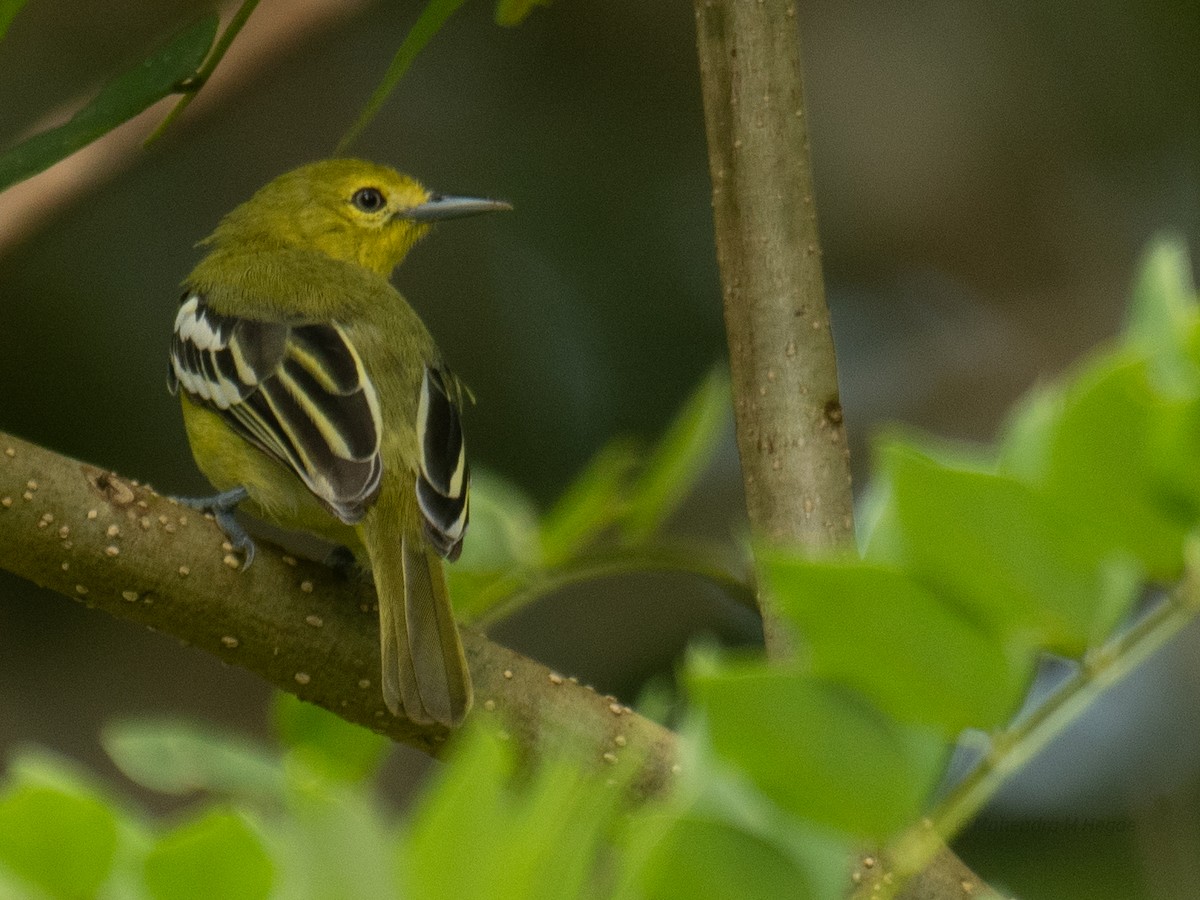 parkløvfugl - ML644305678