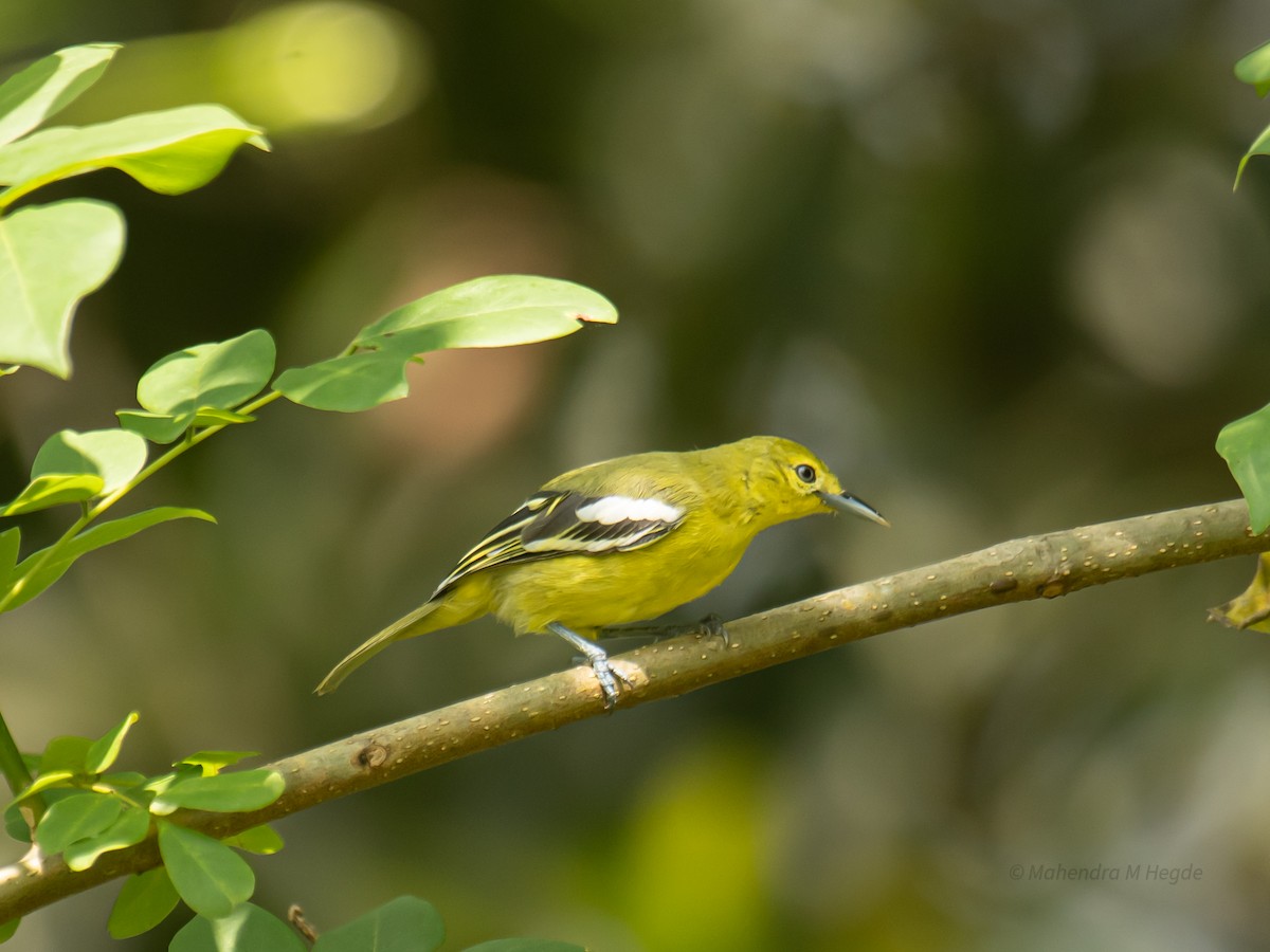 parkløvfugl - ML644305679