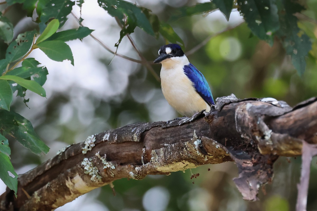 Forest Kingfisher - ML644305680